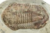 Large Asaphid (Platypeltoides) Trilobite - Fezouata Formation #232706-1